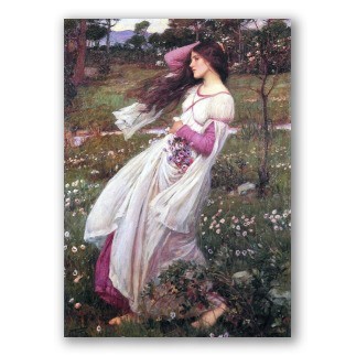 Windflowers