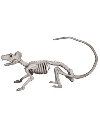 Rat skeleton