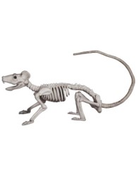 Rat skeleton