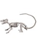 Rat skeleton