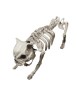 Dog skeleton