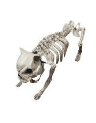 Dog skeleton