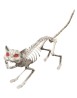 Animated cat skeleton