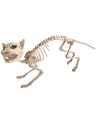 Esqueleto de gato