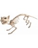 Esqueleto de gato