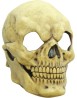 Skull hueso