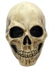 Bone skull