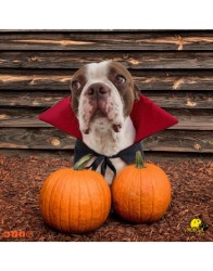 Capa de vampiro para perro