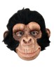 Chimp George