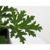 Planta citronela