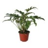 Planta philodendron xanadu