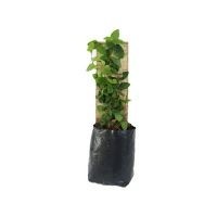 Planta moneda verde con tutor