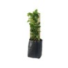 Planta moneda verde con tutor