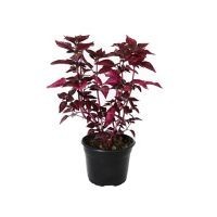 Planta iresine