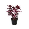 Planta iresine