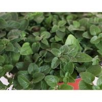 Planta orégano