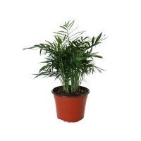 Planta palma camedor