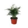 Planta palma camedor