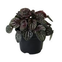 Planta cáscara de nuez