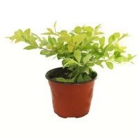 Planta duranta Cuba