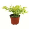 Planta duranta Cuba