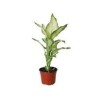 Planta Mariana