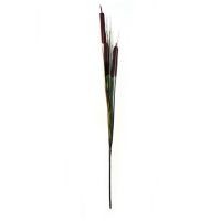 Typha color Café