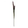 Typha color Café