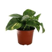 Planta teléfono