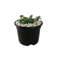 Planta crasulácea prolífica