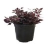 Planta alternanthera red