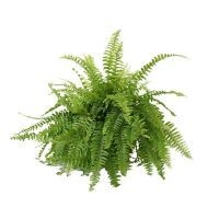 Planta helecho Bostón