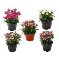 Planta clavellina