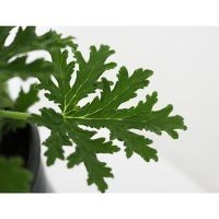 Planta citronela