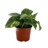 Planta teléfono