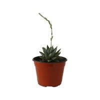 Planta purpusorum