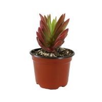 Planta echeveria can fire