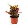 Planta crotón petra