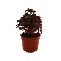 Planta amaranto