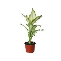Planta Mariana