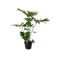 Planta philodendron sellum