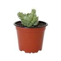 Planta crasulácea mini