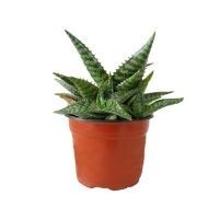 Planta sábila