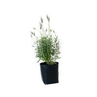 Planta lavanda