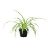 Planta clorophito