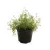 Planta tomillo