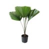 Planta palma licuala