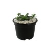 Planta crasulácea prolífica