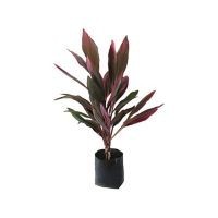 Planta drácena roja