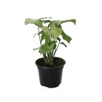 Planta singonio